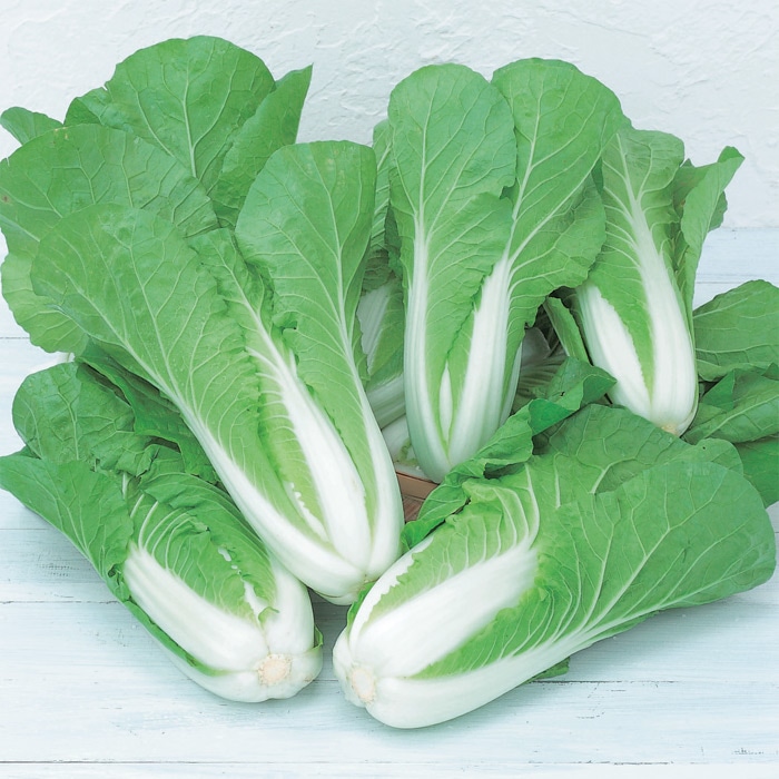 4周年限定：ミニ白菜１ｋｇ大容量 20個入り野菜 白菜 産直アウル 農家から直接野菜などの食材を購入できる産地直送の宅配通販サイト