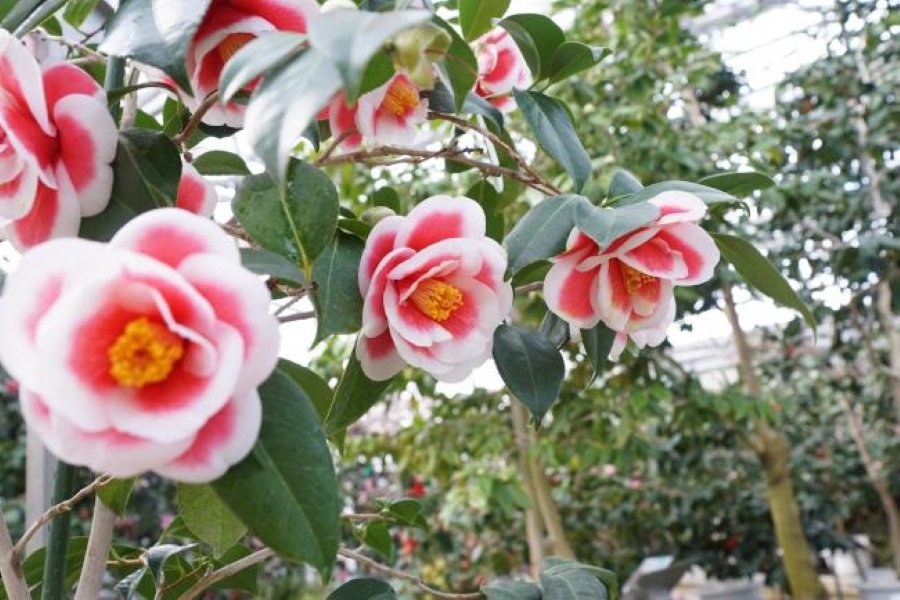 岩手・三陸のお土産に！大船渡と陸前高田の市の花・椿の葉を使った【椿茶】｜*and trip. たびびと