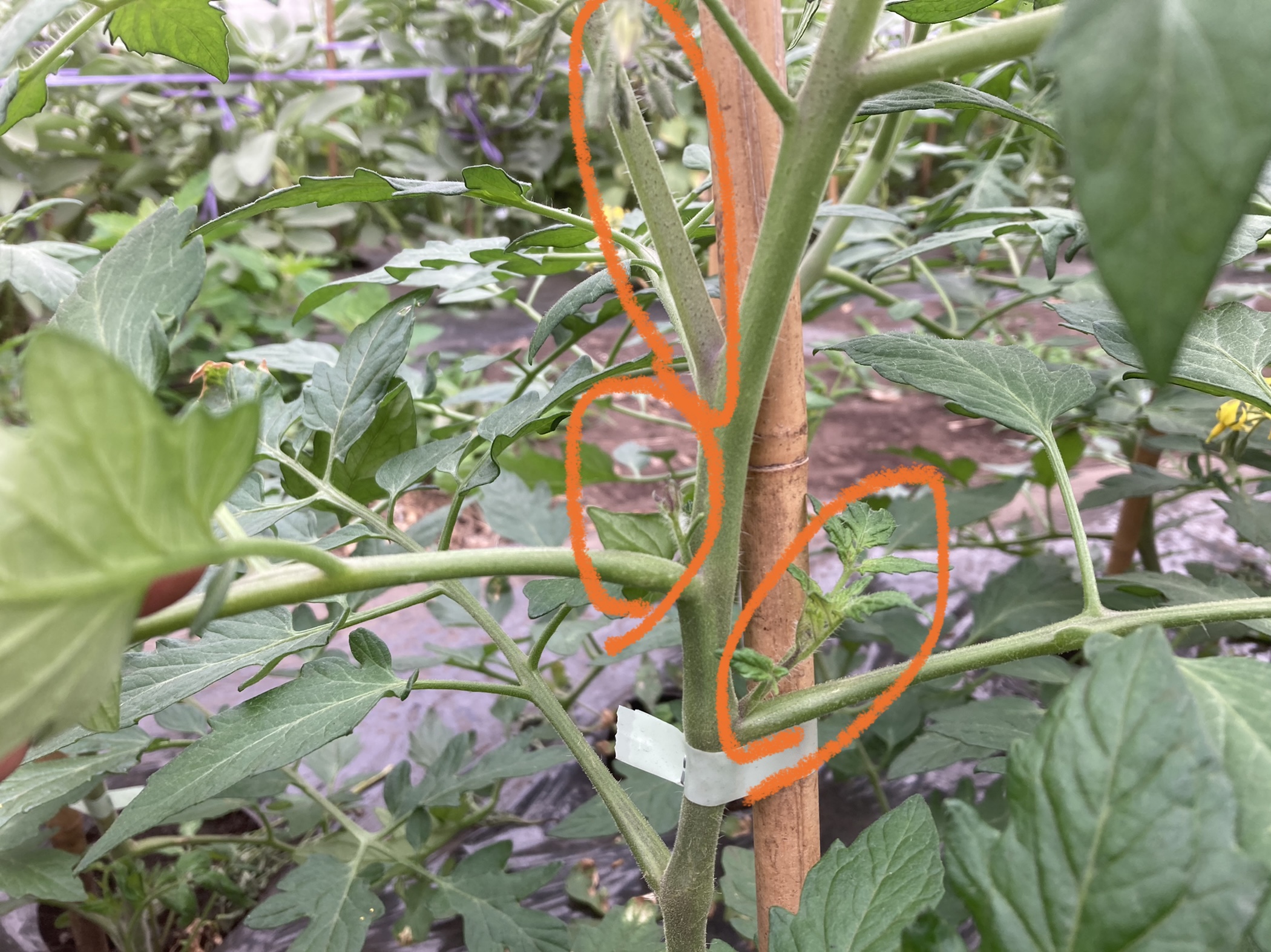 大玉トマトの脇芽かき・放任栽培の風通し対策・水やりニャハハの家庭菜園－ポタジェと水耕栽培