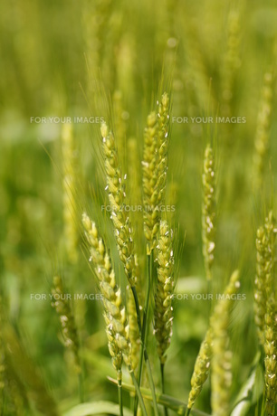 96,800点を超える大麦のストックフォト、写真、そしてロイヤリティフリーの画像 - iStockホップ, 青汁, 小麦