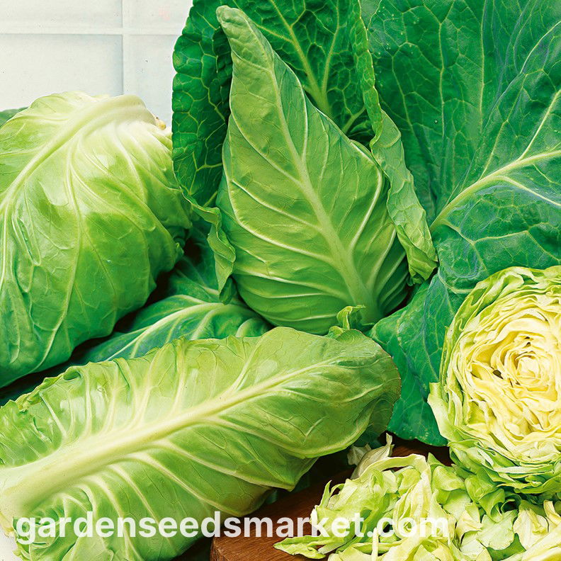 キャベツ枕、ふたりめ。産後だからこそ、体と心の快適を