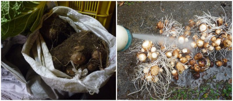 里芋の種芋の植え方尻を切って収量アップする昔農家さんに学ぶ伝承農法カジトラ