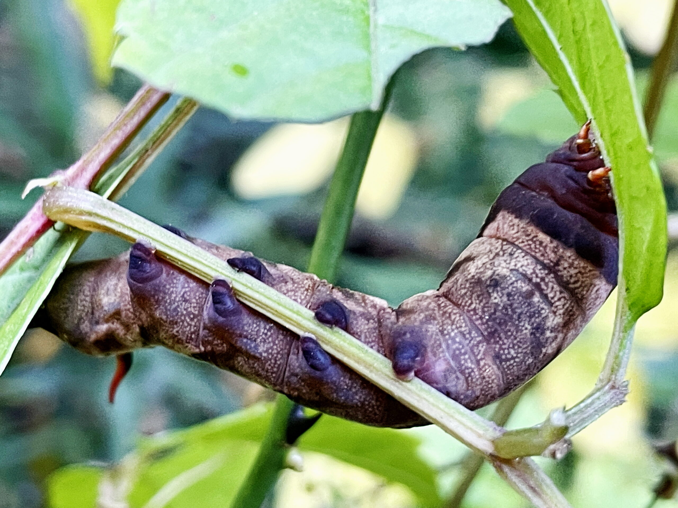 コスズメ虫の写真と生態なら昆虫写真図鑑「ムシミル」
