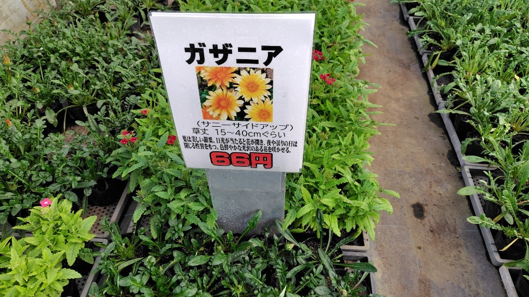 そらちの花＊通信 第41輪 そらちの生花店紹介 ～由仁町「花のまつうら」～そらち・デ・ビュー - 札幌から日帰りで楽しめる、北海道