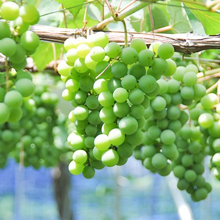 白ぶどう ナイアガラ水彩色鉛筆フルーツイラスト190175501 毎月1点無料 フリー のストックフォト イメージマート