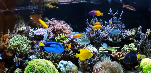 水質管理 塩分濃度編。 - ミドリフグ会議