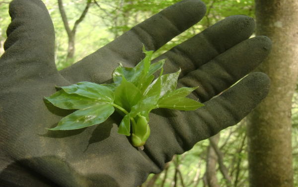 高級山菜木の芽が採れた - おれはここで生きている