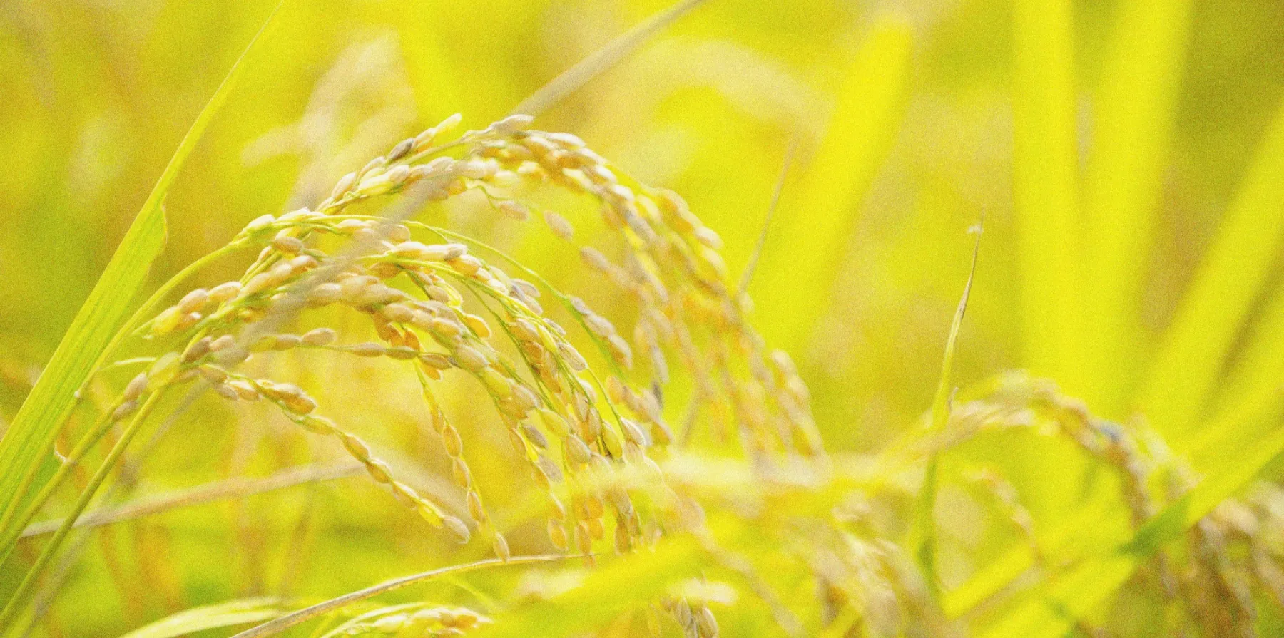 米の保存方法は常温?産直プライムブログJA連携!産地直送通販なら産直プライム