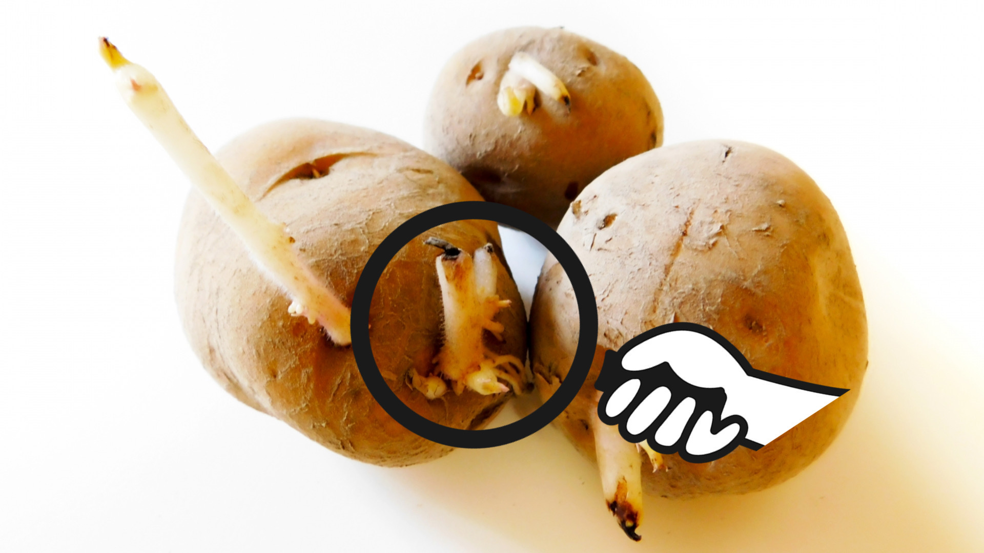 徹底解説 じゃがいもの保存方法! 長く新鮮に食べたい食べレア北海道北海道の食材お取り寄せ通販サイト