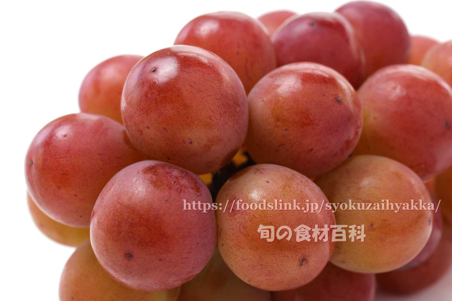 悟紅玉 旧ゴルビーぶどう果物の旬や品種のことなら果物手帖JA連携!産地直送通販なら産直プライム