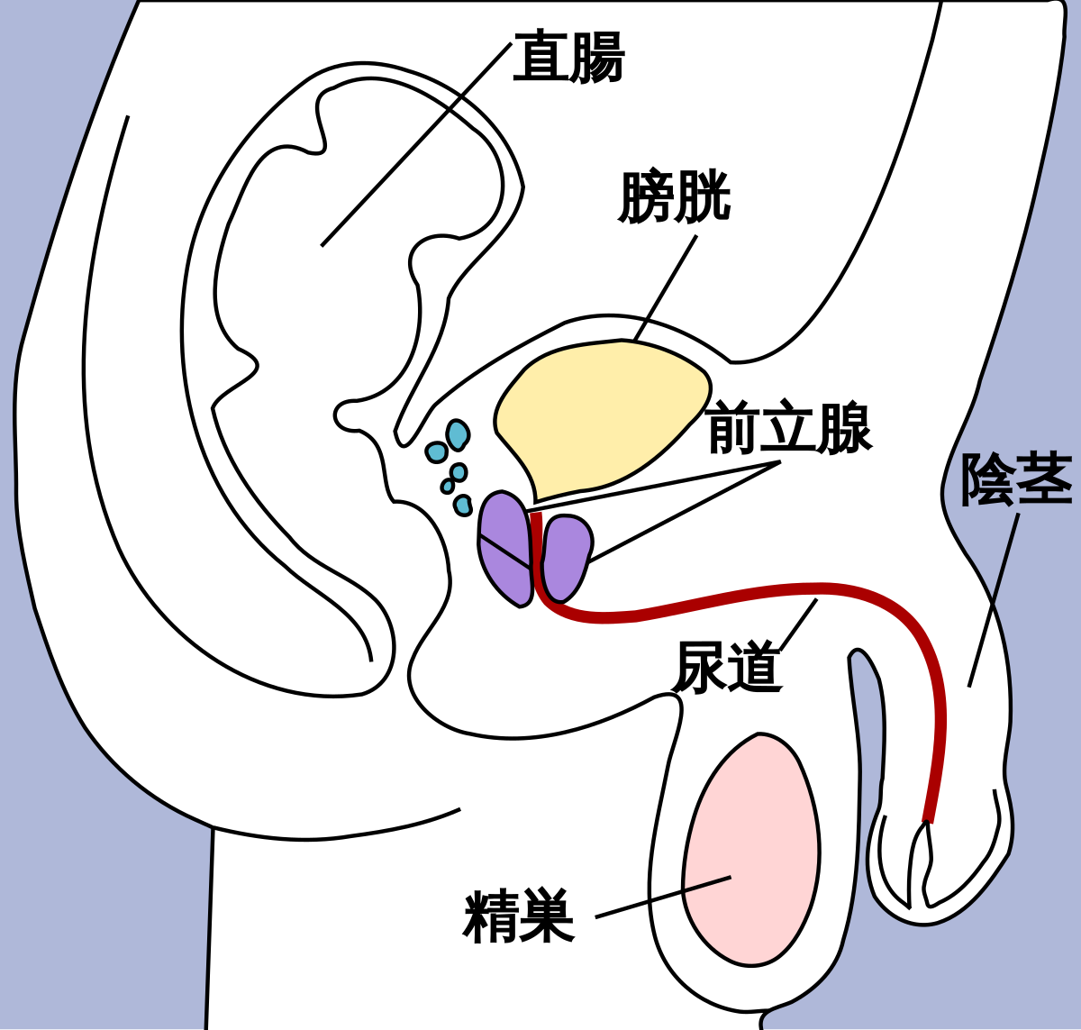 ペニスのサイズが小さくなることはあり得るのか？その原因と対策