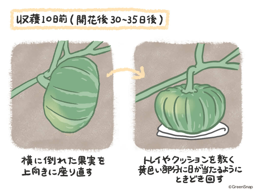家庭菜園：カボチャJA西春日井