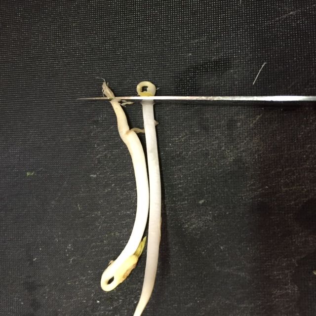 もやしの下ごしらえ ひげ根取りの方法・洗い方