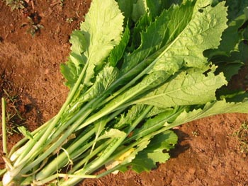 7月28日は菜っ葉の日。夏バテ予防に葉物野菜を食べよう 奈良県的今日は何の日