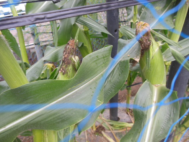 とうもろこしをポットで育苗→畑に定植！栽培記録2022 - 小庭菜園〜自然農法でやさい作り