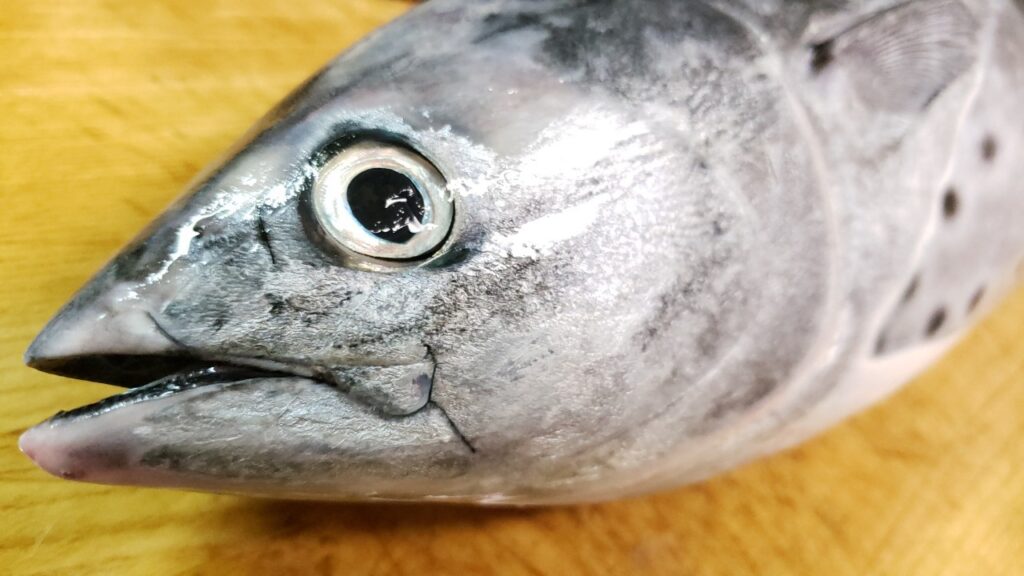 20210117田清魚店さんのスマガツオの捌き方実演会速報