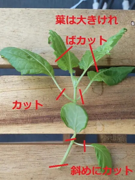 しそ 紫蘇 の育て方初心者でも簡単にできるプランター栽培のコツとは？ – UETE