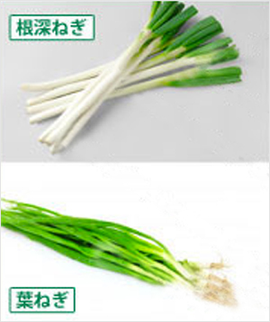 ネギの種類 焼き物から鍋物まで、料理で品種を使い分けよう！カゴメ株式会社