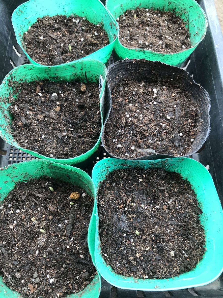 とうもろこし種まき・ほうれん草ペーパーポット種まき作業