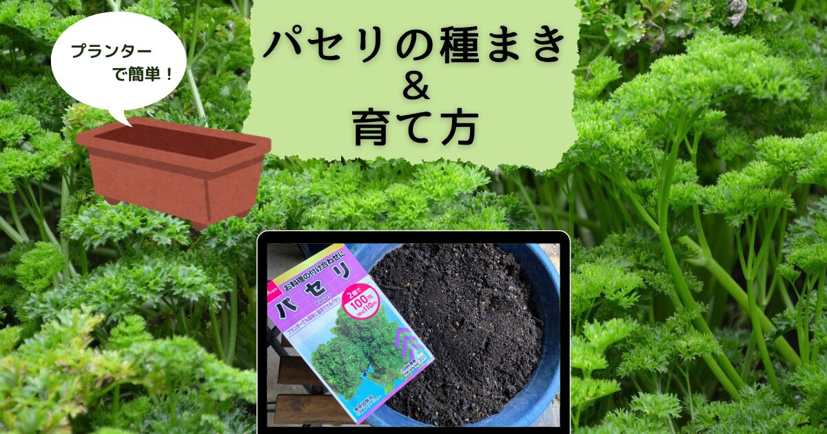 自宅で家庭栽培！ 栄養満点なパセリを自分で育てるにはどうしたらいい？GardenStoryガーデンストーリー