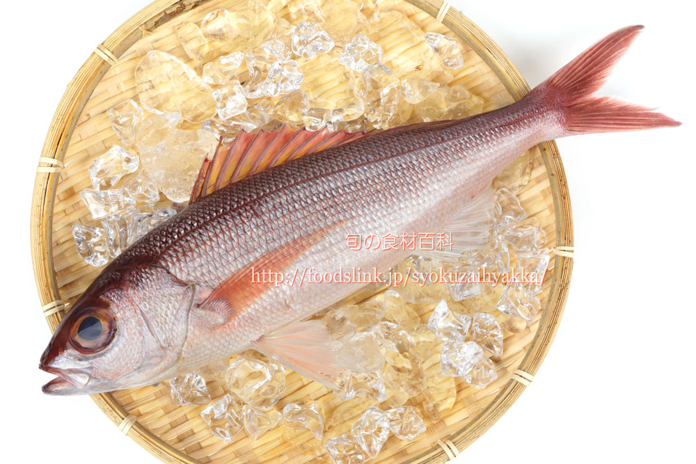 姫鯛 ヒメダイ関東ではオゴ ☆ 沖縄ではクルキンマチですね！ : 魚屋三代目日記