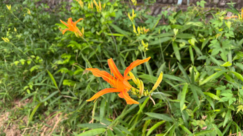 ノカンゾウの栽培レポート、育ててみた感想等まとめ庭のミチシルベ