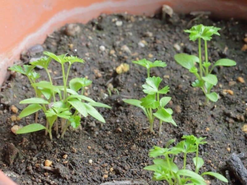 イタリアンパセリの育て方栽培方法や収穫のコツ、増やし方植物とあなたをつなぐPlantia