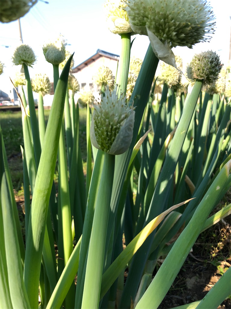 ネギの花「ネギ坊主」ができたらどうする?毒性の有無や取り方を徹底解説