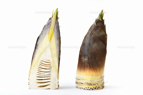 たけのこ水煮は腐るとどうなる？見た目・臭い・味に変化は？お役立ち！季節の耳より情報局