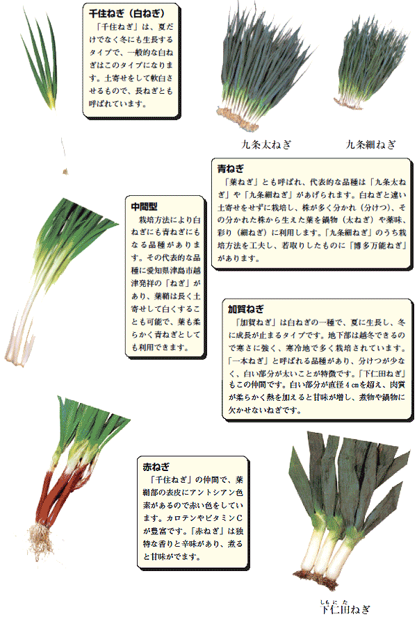 わけぎ 分葱 とは？ネギとの違いや栄養、保存方法は？HORTI by GreenSnap