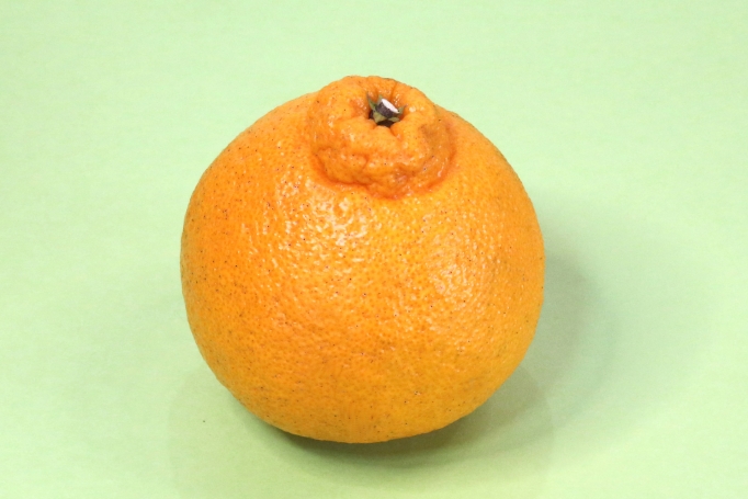 果樹栽培 デコポン 不知火 の育て方おいしいデコポン 不知火 を収穫する！植物とあなたをつなぐPlantia