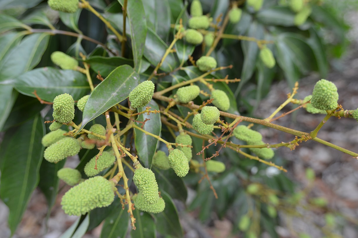 ライチのカロリーと糖質。太らない食べ方、ダイエットや糖質制限中は何個まで?産直プライムブログJA連携!産地直送通販なら産直プライム