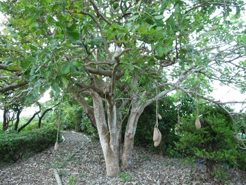 ソーセージの木咲く: 学芸員の独り言