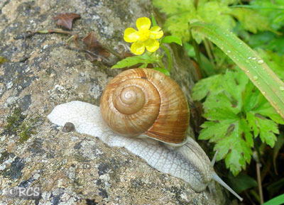 Bourgogne Escargots ブルゴーニュフレンチエスカルゴセット – 24個のカタツムリの殻とカタツムリの肉 FOOD deWINE 奇跡のエスカルゴ・ド・ブルゴーニュ 自家製ガーリックバターソース 60g国分 ◎ Escargot de bourgogne◎その他AEON de WINE