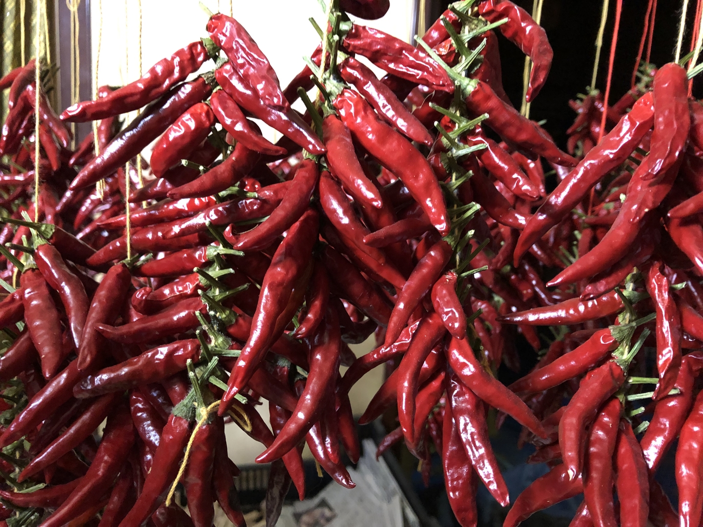 鷹の爪トウガラシを収穫して撤収～！どんべいの週末菜園日記