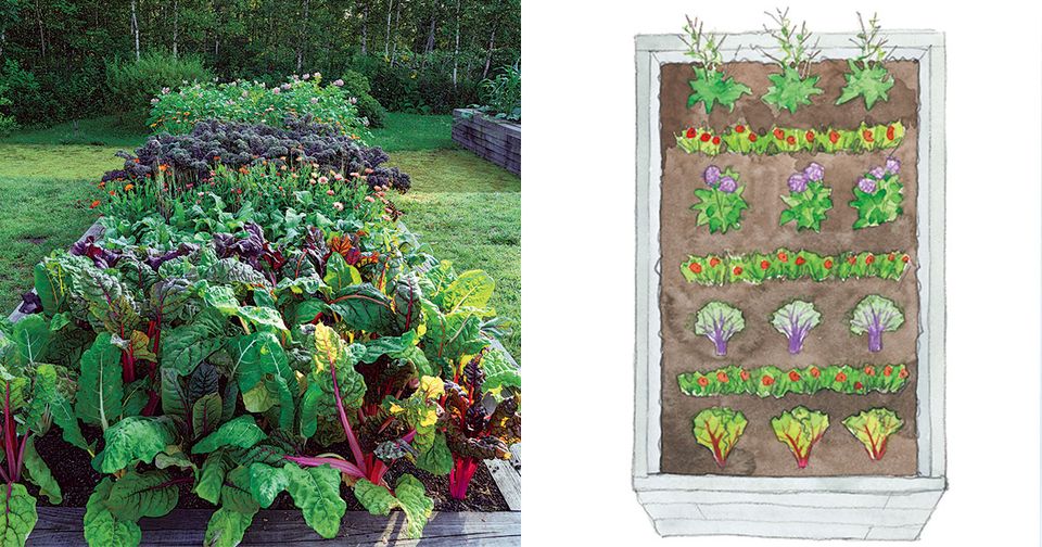 真っ白な花のような見た目が華麗な野菜、カリフラワーについてご紹介！ - EPIRECIPE -エピレシピ