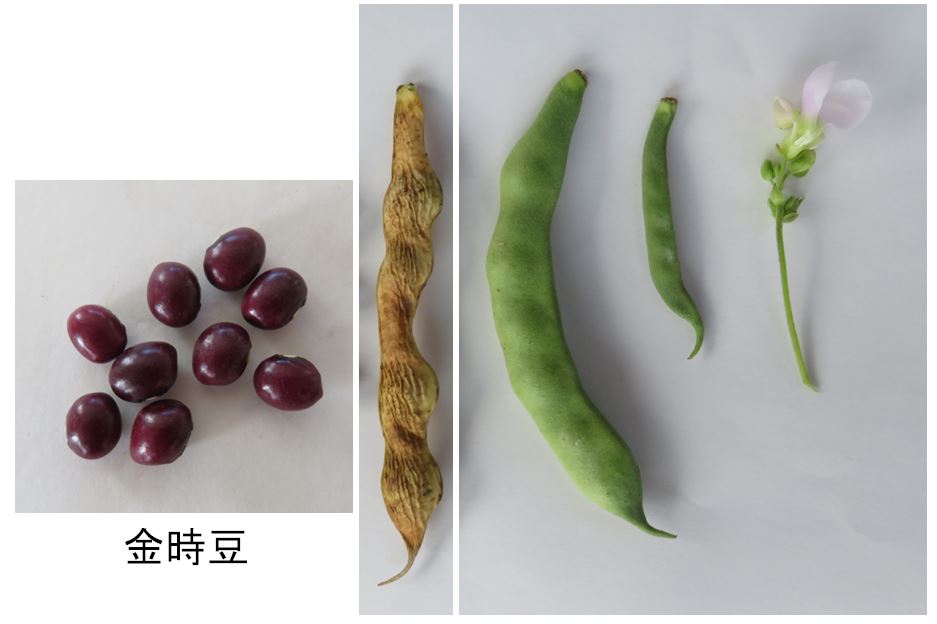 枝豆の葉に、赤褐色の斑点が出来ていますが、病気でしょうか？ベト病の治療薬- Yahoo!知恵袋