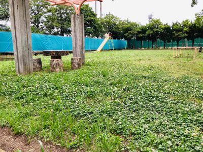 知ってました？ 食べられる「夏の七草」株式会社東野資産管理研究所