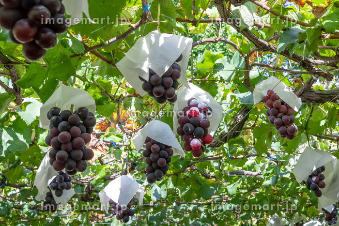 dショッピング 第一ビニール くだもの棚セット パーゴラ 120cm×180cm KT-M設置サイズ:幅120cm×奥行180cm×高さ 土中30cm埋め込み時 180cmぶどう棚 藤棚 ふじ棚 葡萄棚 園芸棚 菜園 棚 支柱 園芸用品 つる ヘチマ キウイ 栽培 格子棚 軒下 ツルカテゴリ:鉢