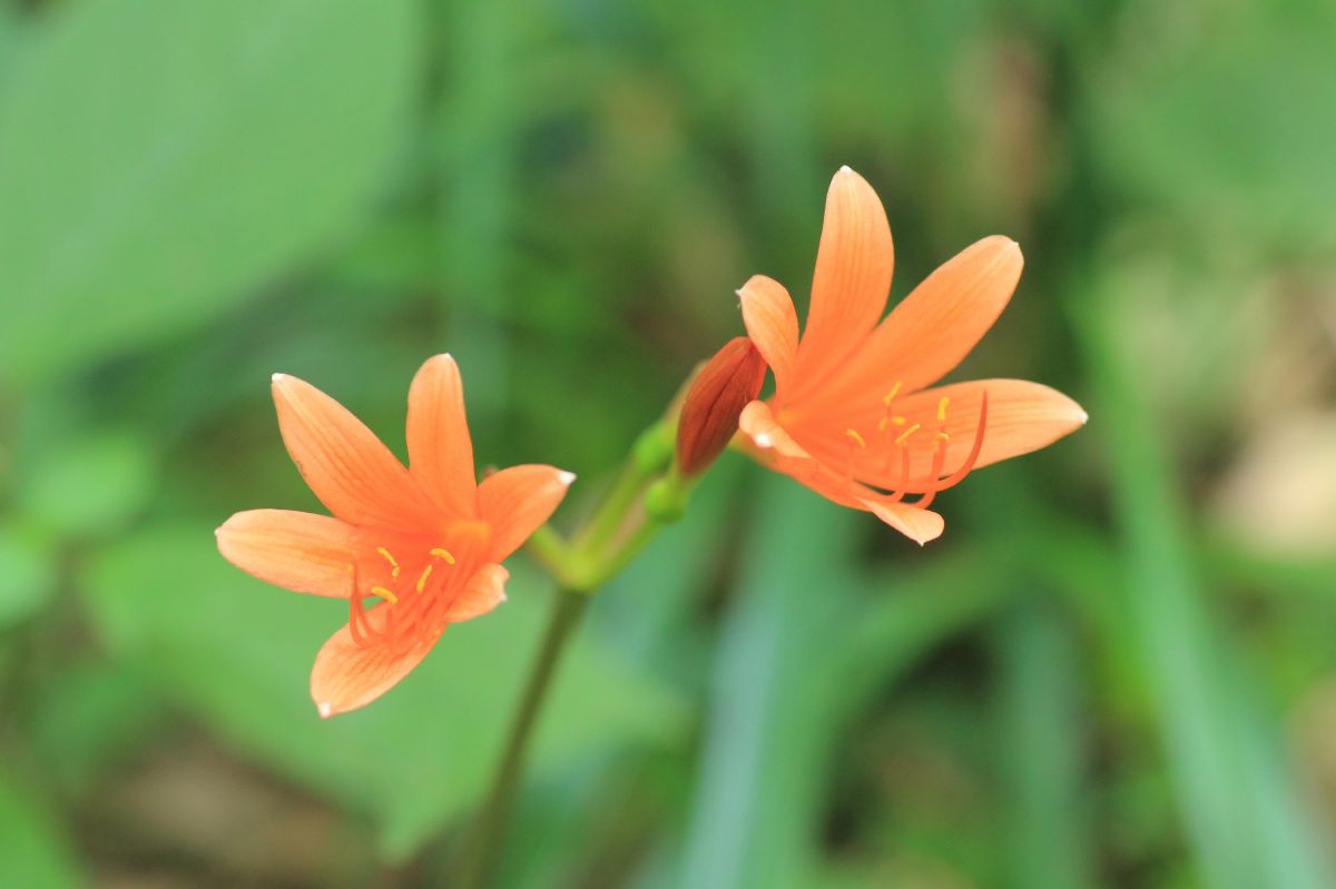 オレンジ色の花 夏と秋まんちゃんのブログ