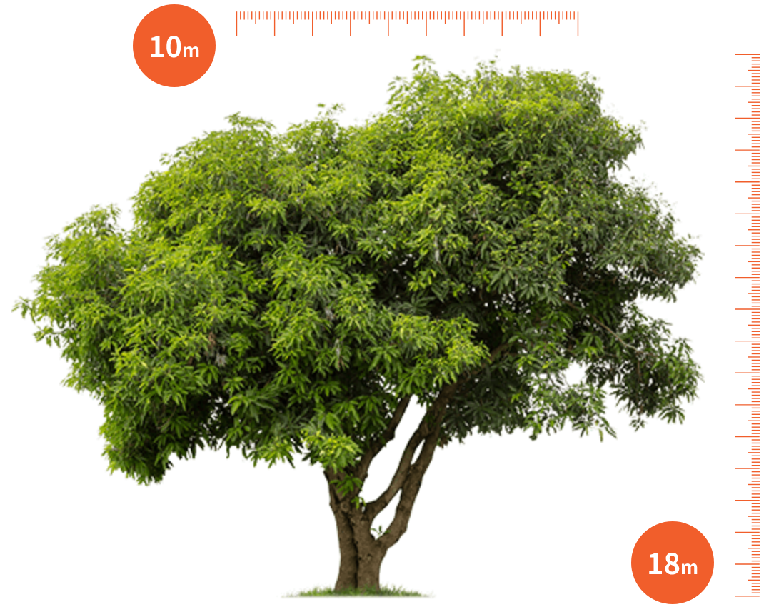 アボカドの育て方は?初心者でもできる水栽培で種を発芽させる方法とコツ