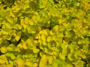 ハーブの苗 オレガノ ワイルドマジョラム: 植物・園芸専門店 花育通販Yahoo!店 - 通販 - Yahoo!ショッピング