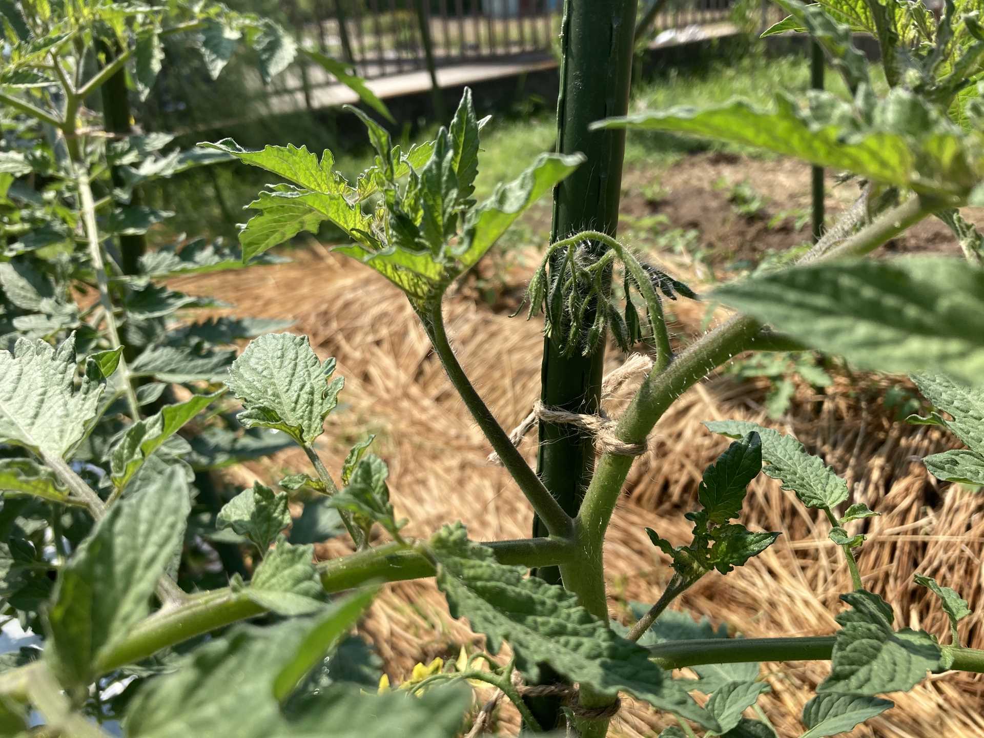 トマトは、わき芽を取らないと大混乱！！ : 最高の農業の見つけ方