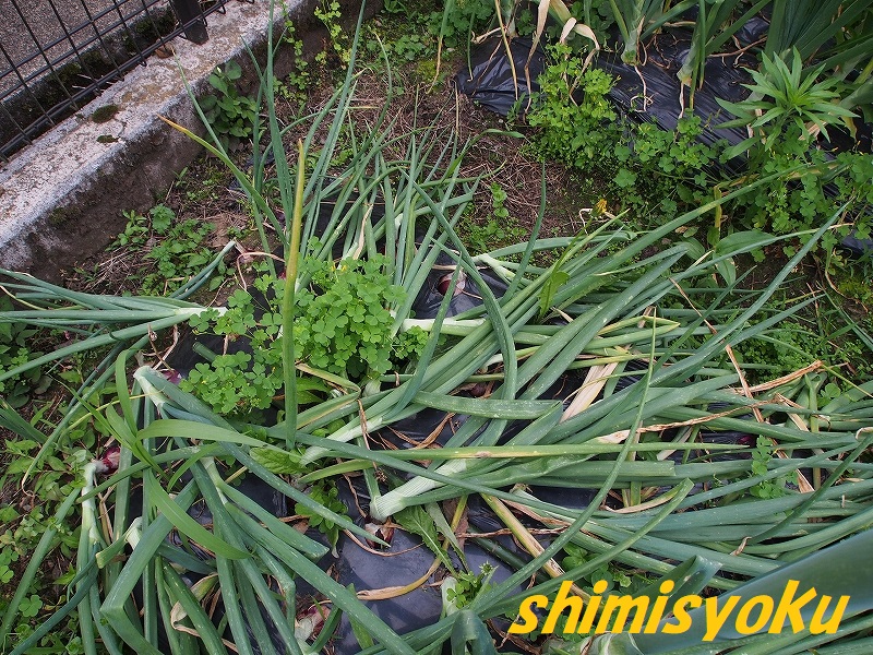 狭いキッチンガーデン」紫玉ねぎ露地栽培画像 - 四季のMYガーデン