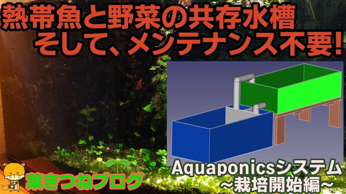 熱帯魚が泳ぐ水槽で野菜を栽培する。アクアポニックスの始め方。greenz.jp グリーンズ