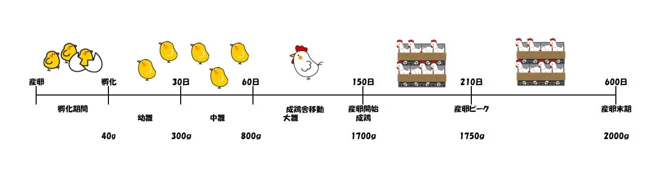 鶏卵 ケイラン とは？ 意味や使い方 - コトバンク