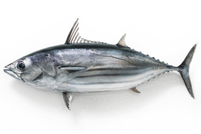 魚の旬とは?旬の魚が美味しいとは限らない?旬の2つの意味を詳しく解説!まるサバごはん