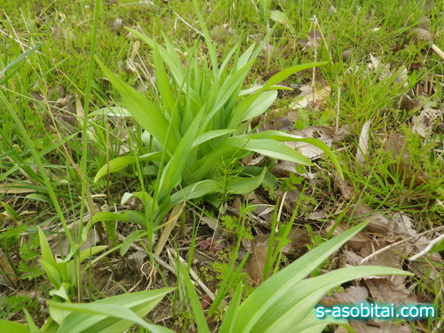 雑草：名もなき草の名 37 花の命は短いけれど「ノカンゾウ」は夏の野草の女王様 – ミカドONLINE – ミカドオンライン –