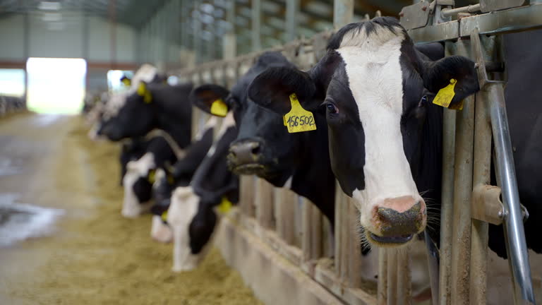 十勝搾りたてジャージー牛乳750mlジャージーブラウン