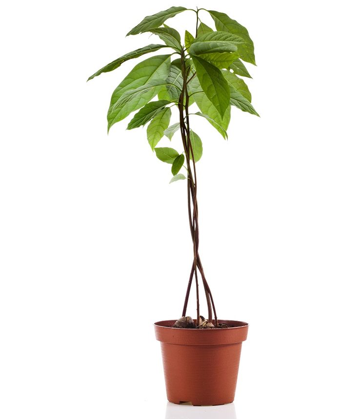 アボカドの種-取り方と上下の見分け方や水耕栽培のポイント